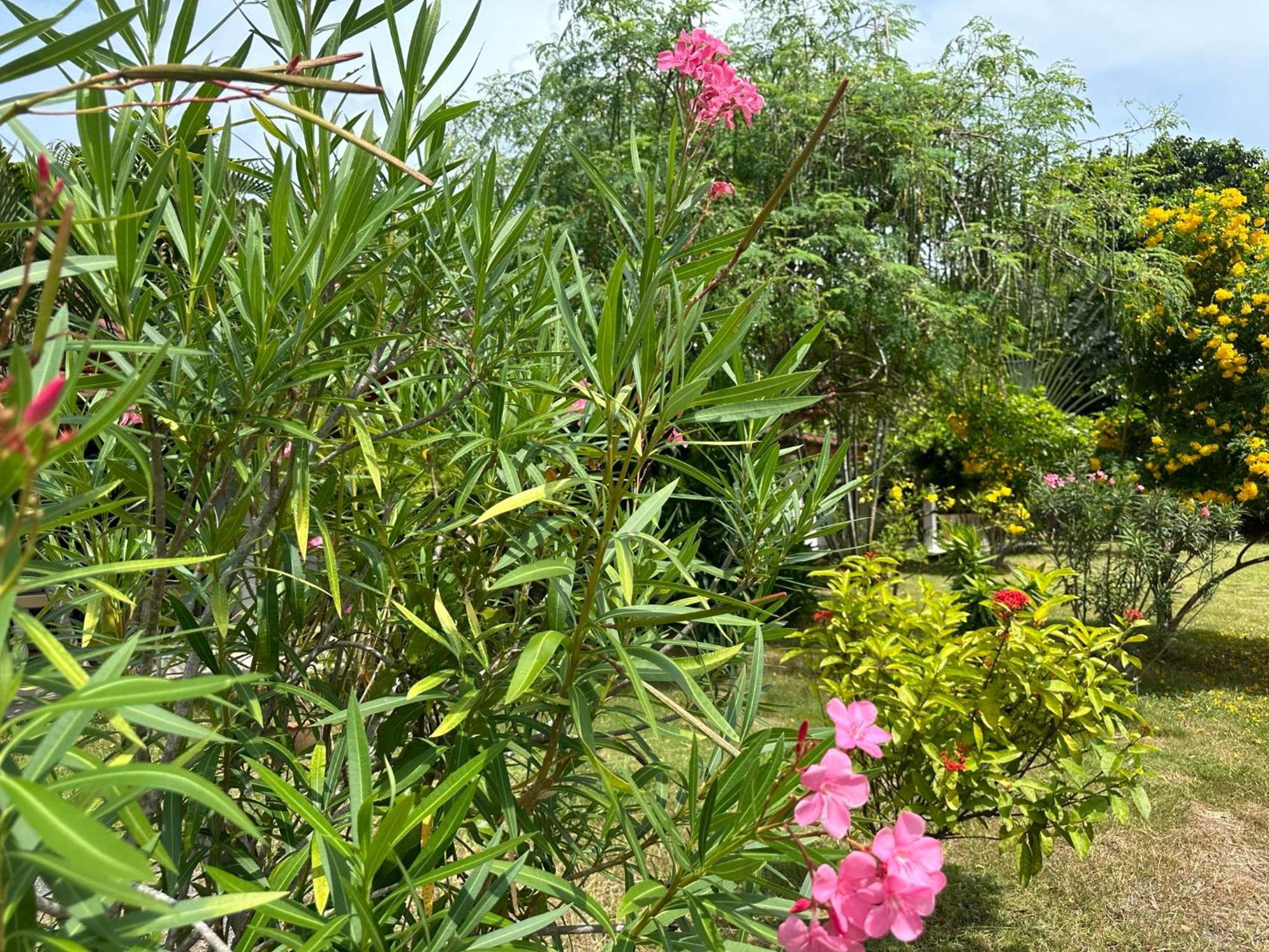 Samui Garden Resort Bang Rak Beach  Exterior foto