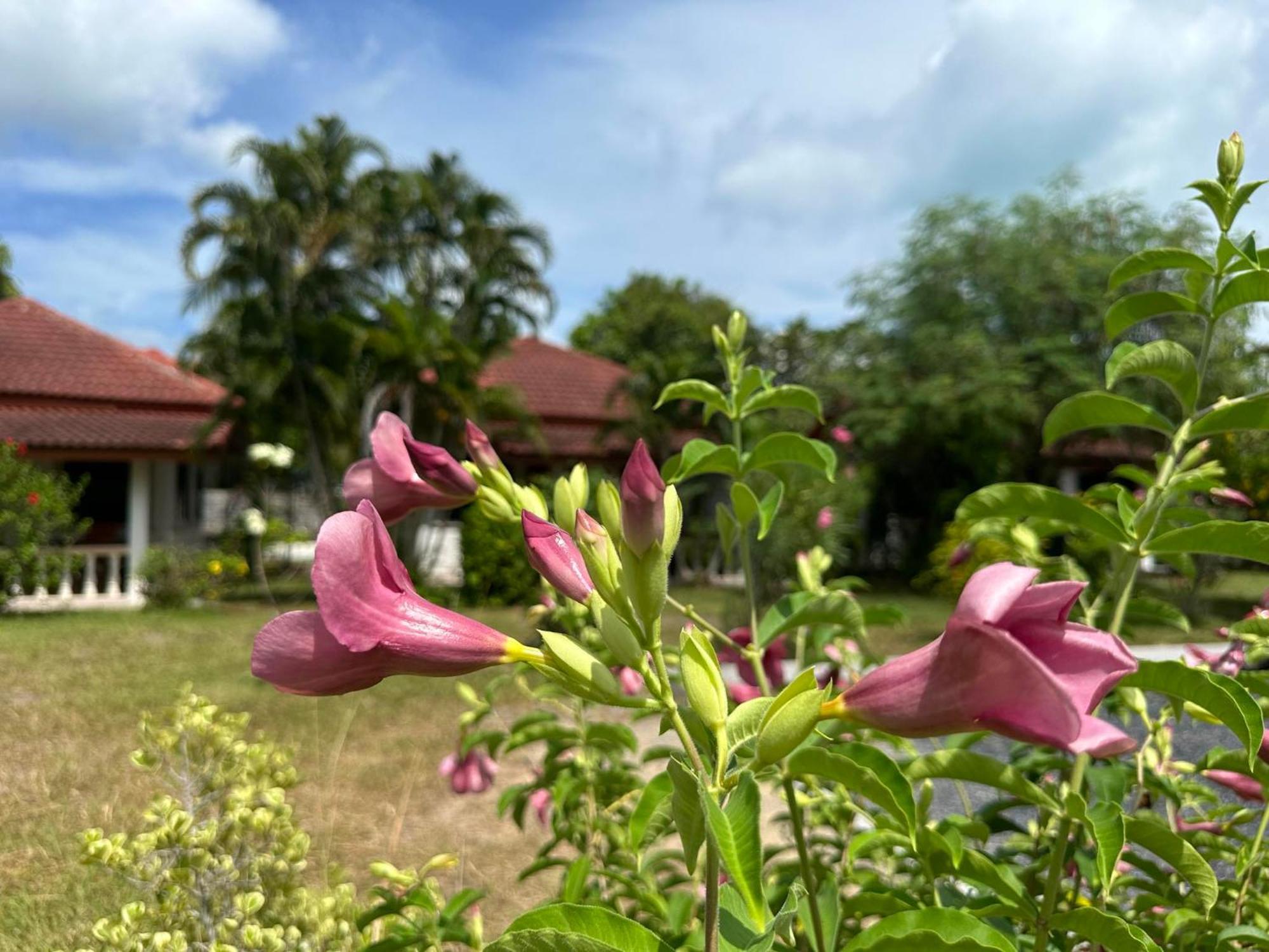Samui Garden Resort Bang Rak Beach  Exterior foto